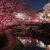栃木県で夜桜が楽しめるお花見デートスポット１２選