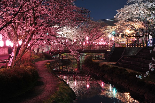 栃木県で夜桜が楽しめるお花見デートスポット１２選 広域情報騎士